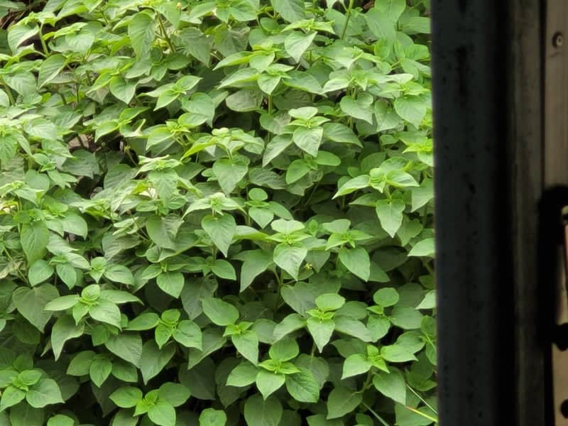 Urban Foliage on MG Road - Image 1