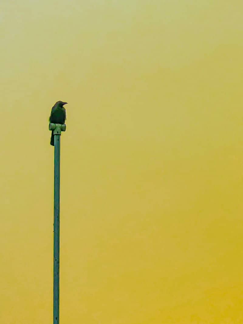 Hazaribagh Road Urban Bird Perch - Image 1