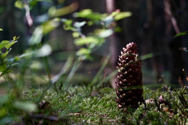 Upper Palatinate Forest Floor - Image 1