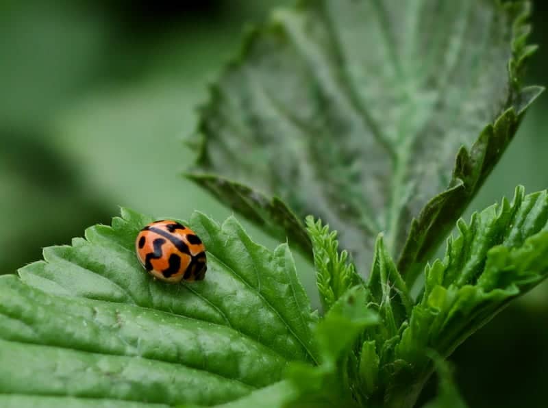 Nakhon Sawan Garden Macro Spot - Image 1