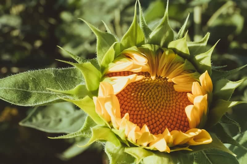 Chambersburg Sunflower Fields - Image 1