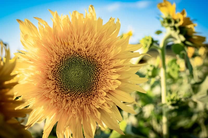 Marion Road Sunflower Fields - Image 1