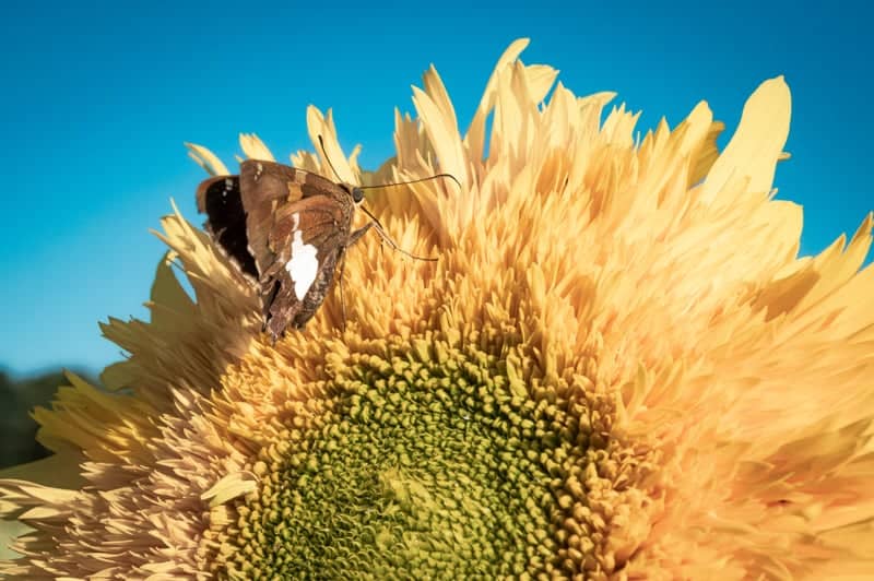 Chambersburg Sunflower Fields - Image 1