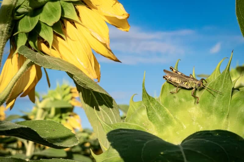 Chambersburg Sunflower Fields - Image 1