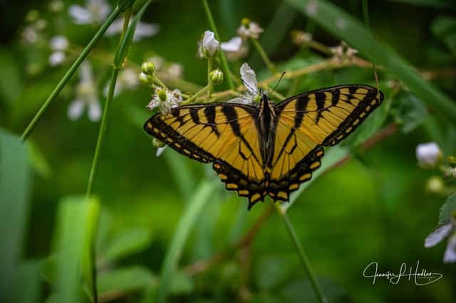 White Mountain National Forest Nature Trail