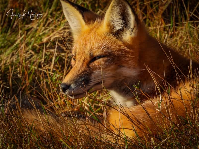 Pittsburg Wildlife Roadside - Image 1