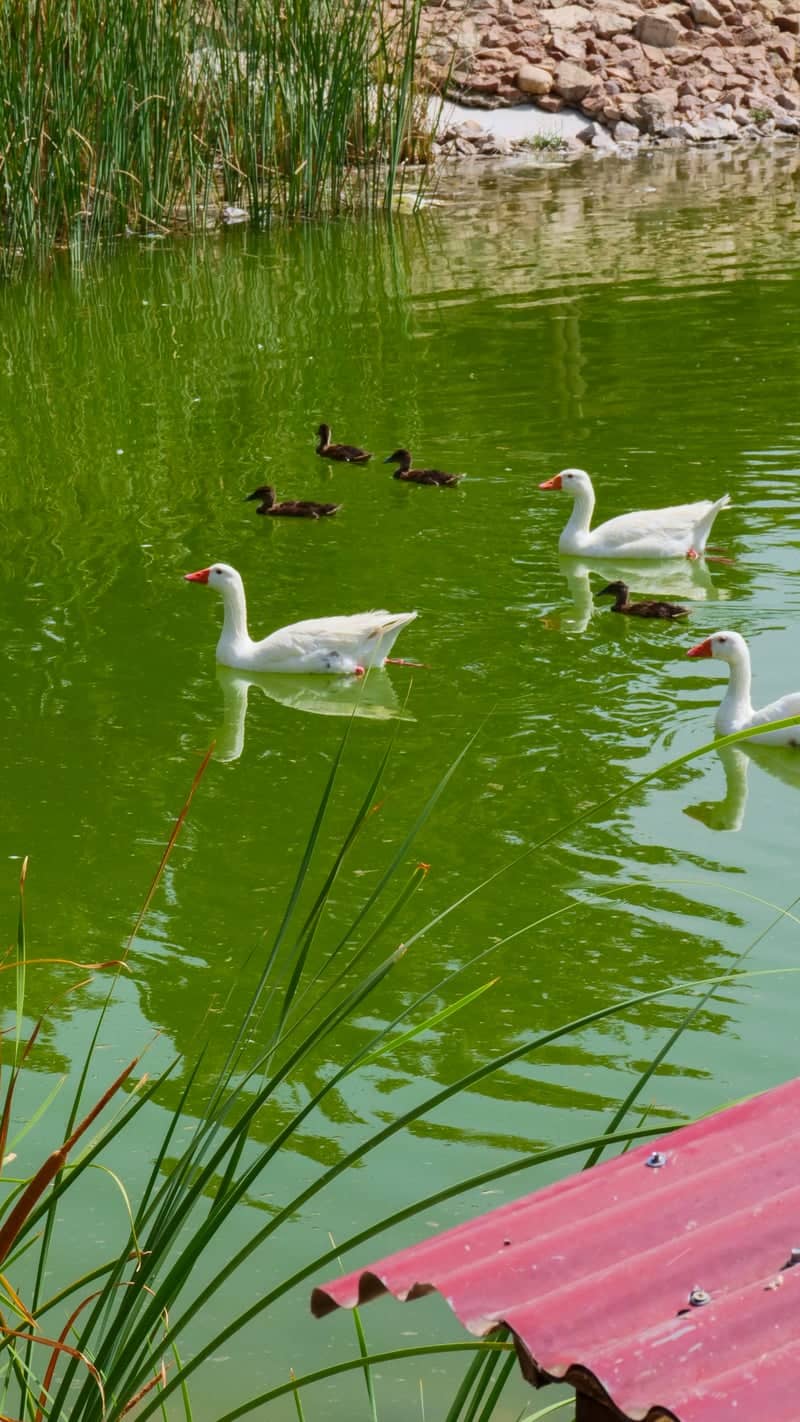 Villafranca de los Barros Duck Pond - Image 1