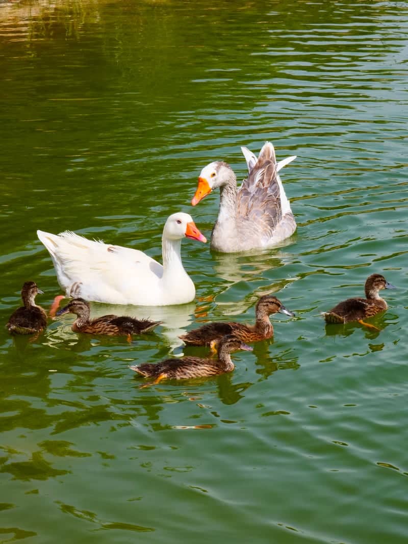 Parque de la Constitución Pond - Image 1