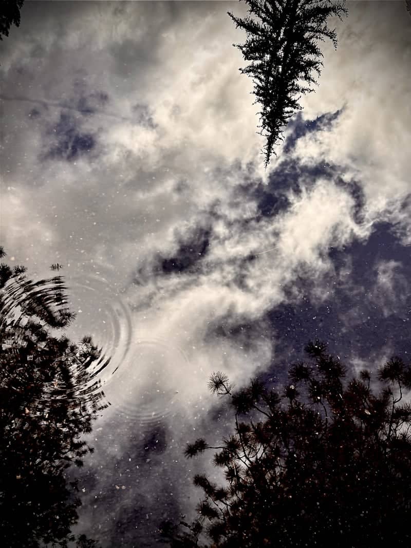 Bend Pine Forest Reflection - Image 1