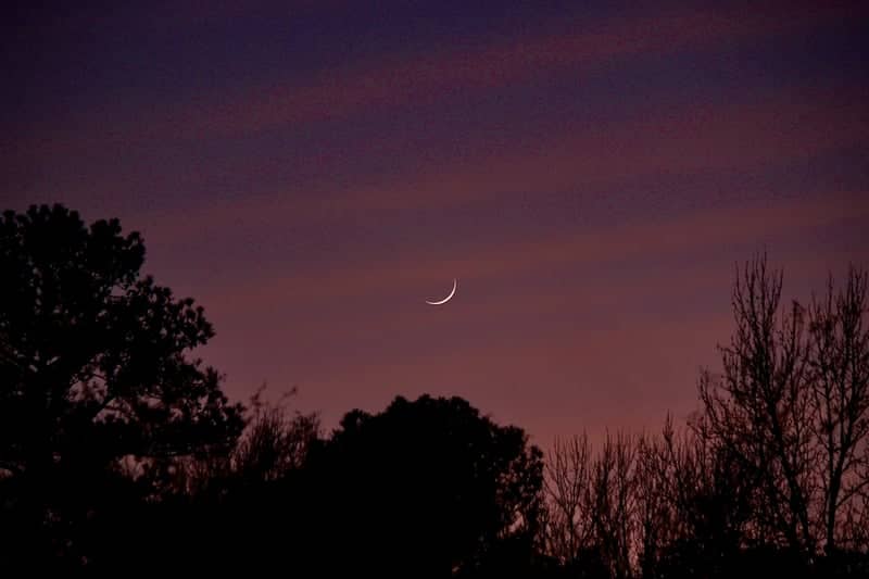 Forest Treeline Twilight - Image 1