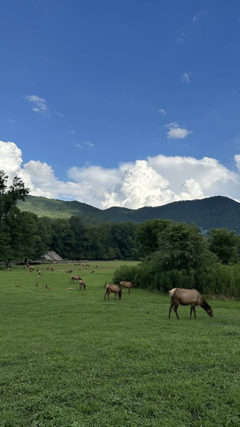 Oconaluftee Visitor Center - Image 1