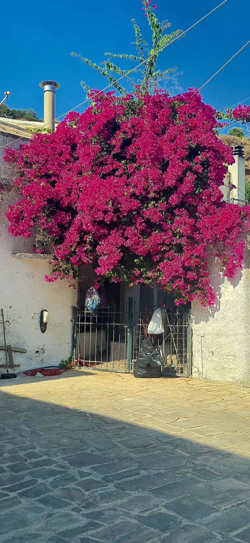 Topolia Village Bougainvillea - Image 1