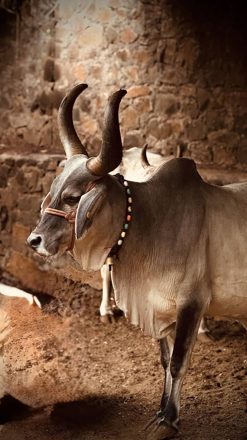 Traditional Cattle Farm in Pune - Image 1
