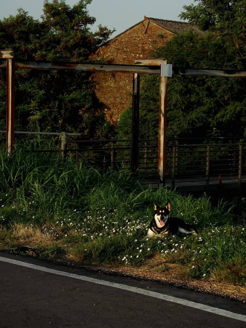 Legnago Countryside Roadside - Image 1