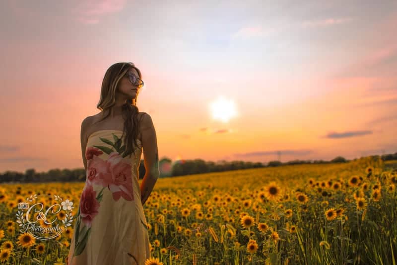 Shelbyville Sunflower Fields - Image 1