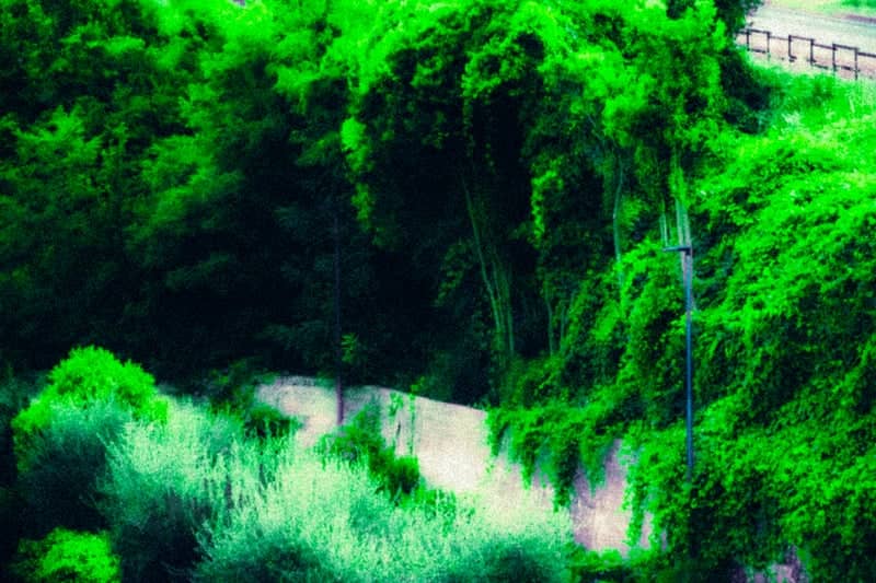 Via della Luna Greenery - Image 1