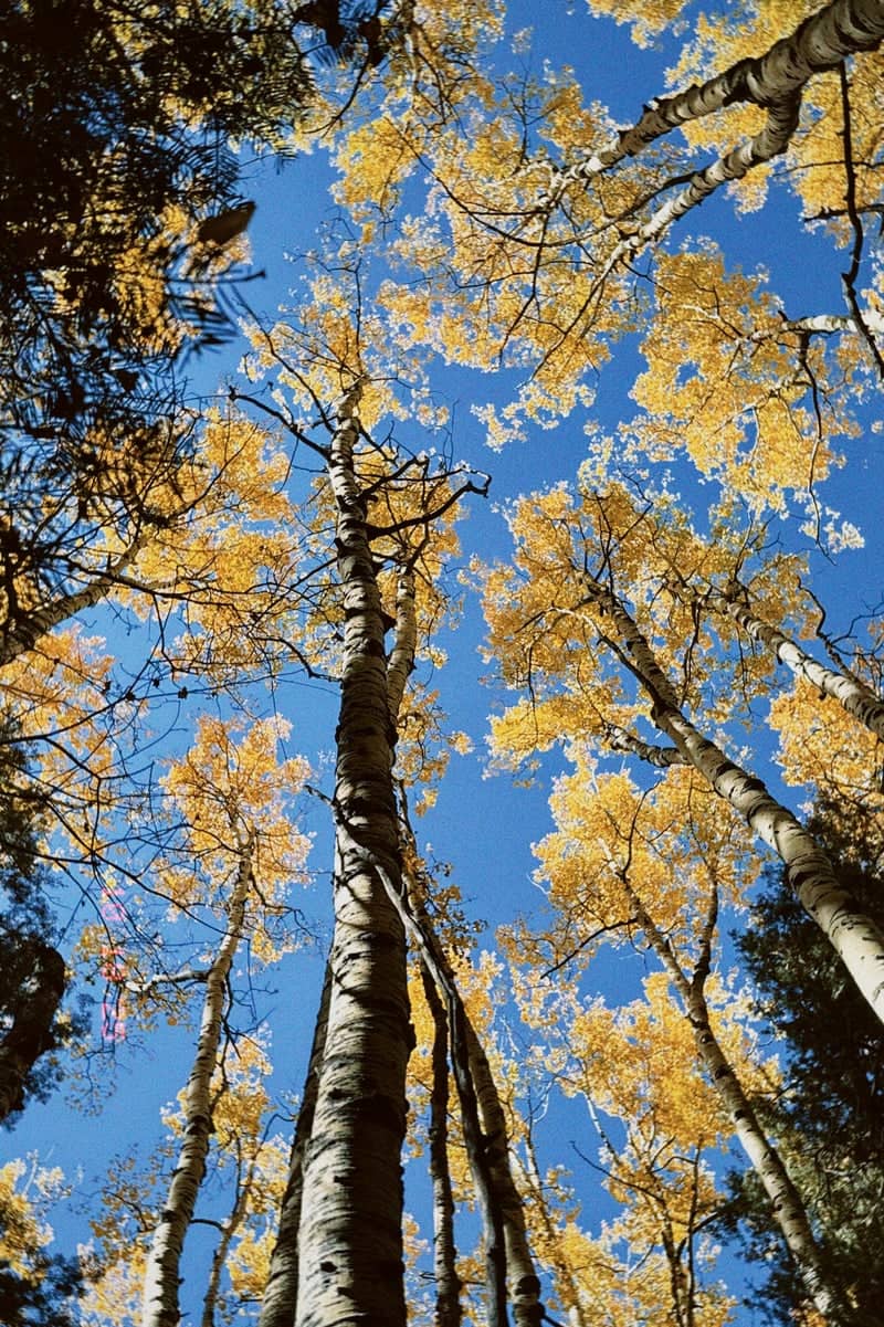 Sunspot Highway Aspen Forest - Image 1