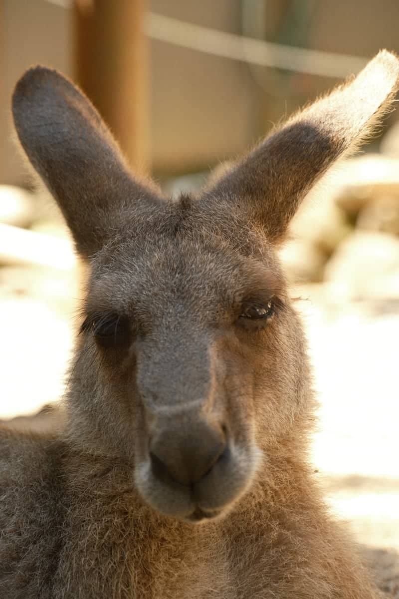 Kuranda Koala Gardens - Image 1