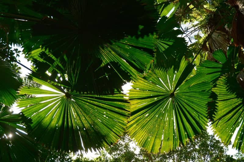 Daintree Rainforest Fan Palms - Image 1