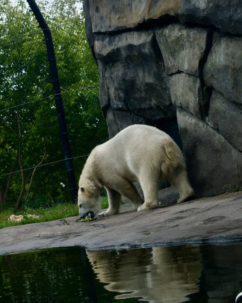 Como Park Zoo & Conservatory - Image 1