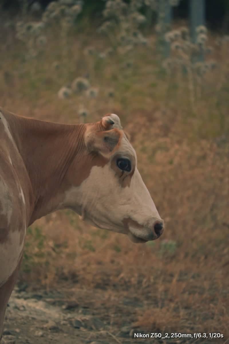 İncesu Rural Farmland - Image 1