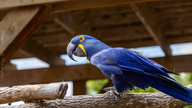 Henry Doorly Zoo and Aquarium - Image 1