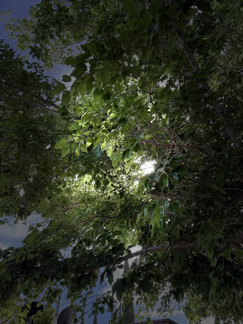 Brabant Lake Forest Canopy - Image 1