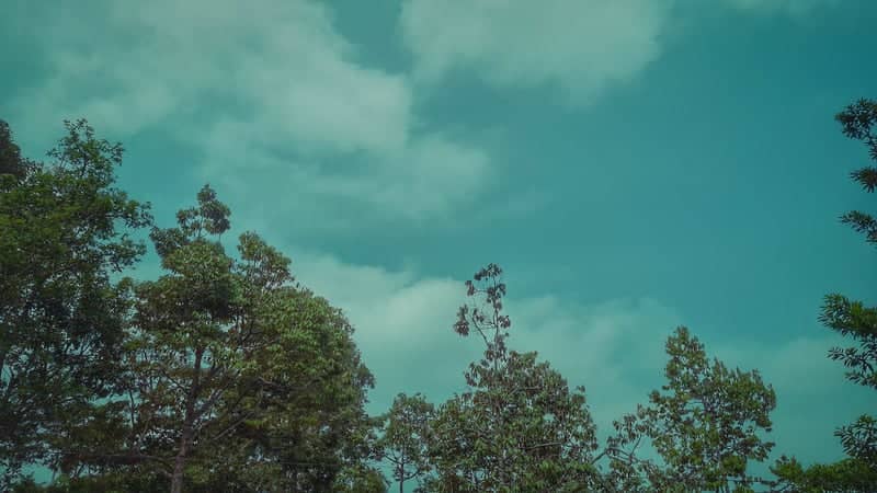 Wonosobo Forest Canopy - Image 1