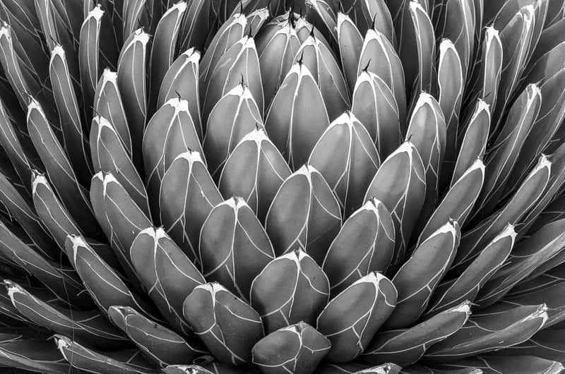 Arizona Garden at Stanford University - Image 1