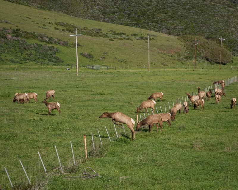 San Simeon Elk Herd Overlook - Image 1