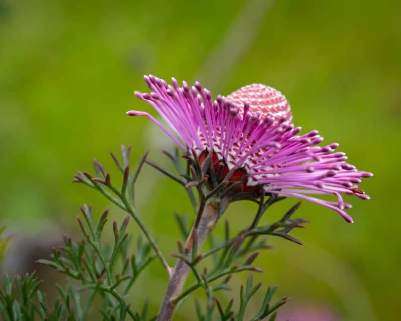 UC Santa Cruz Arboretum & Botanic Garden - Image 1