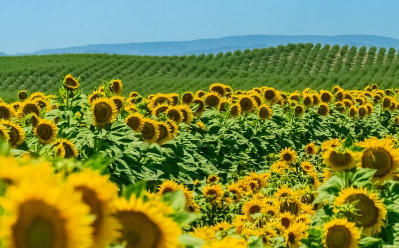 Arbuckle Sunflower Fields - Image 1