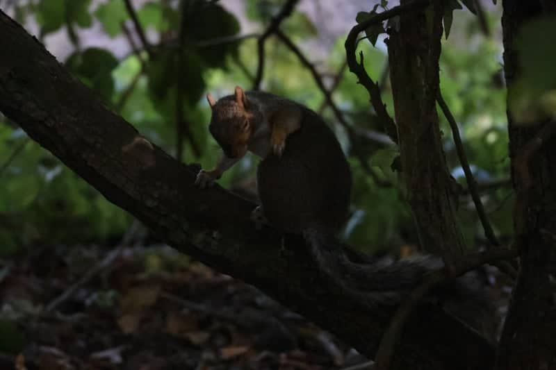 Broomhill Park - Image 1