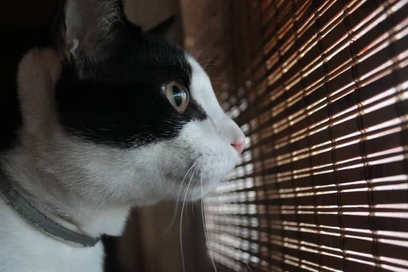 Indoor Pet Portrait Spot - Image 1