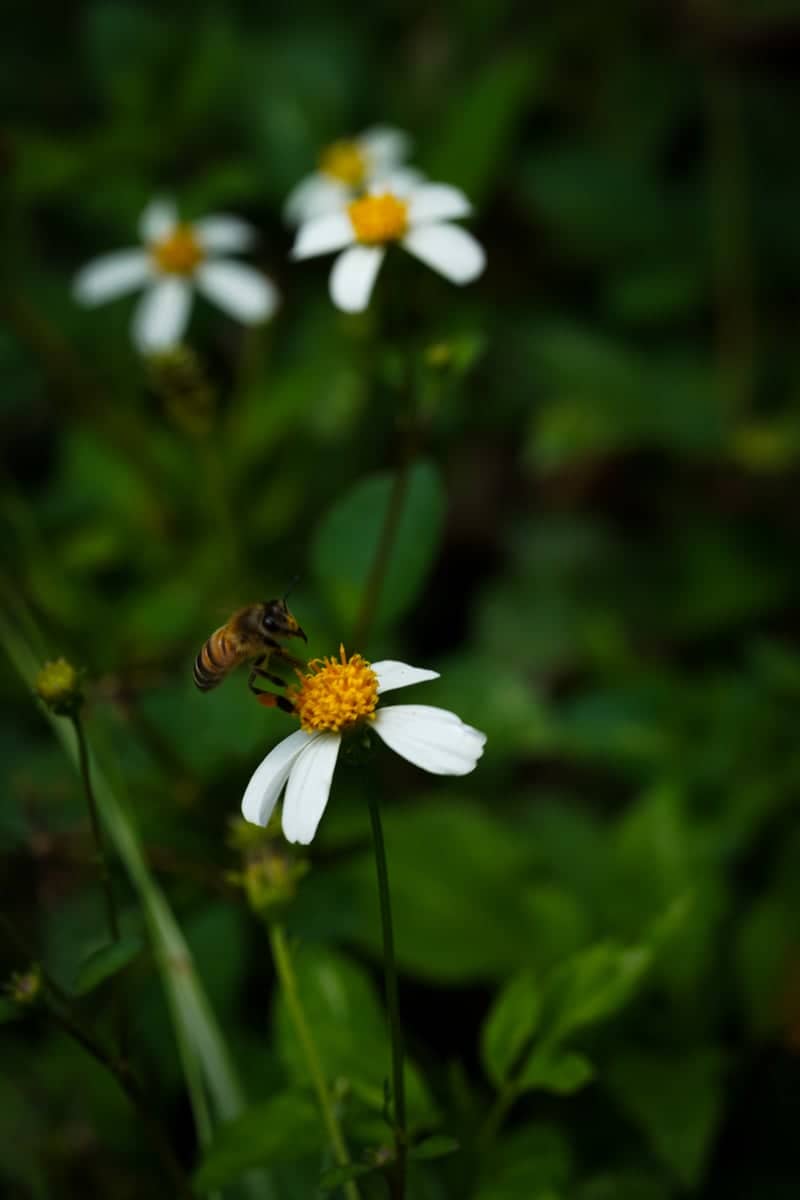 Sebastian Wildflower Garden - Image 1