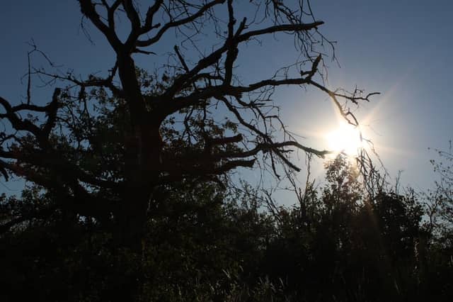 Schmißberg Woodland Silhouette - Image 1