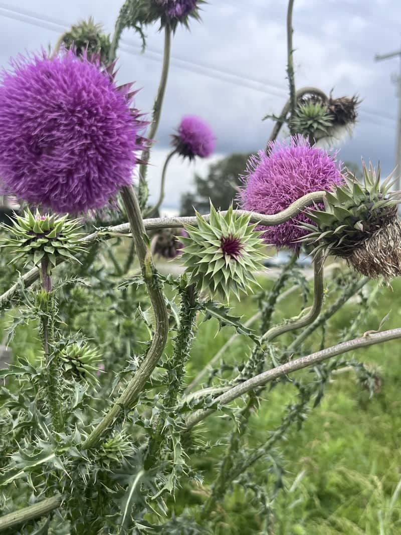 Athens Roadside Wildflowers - Image 1