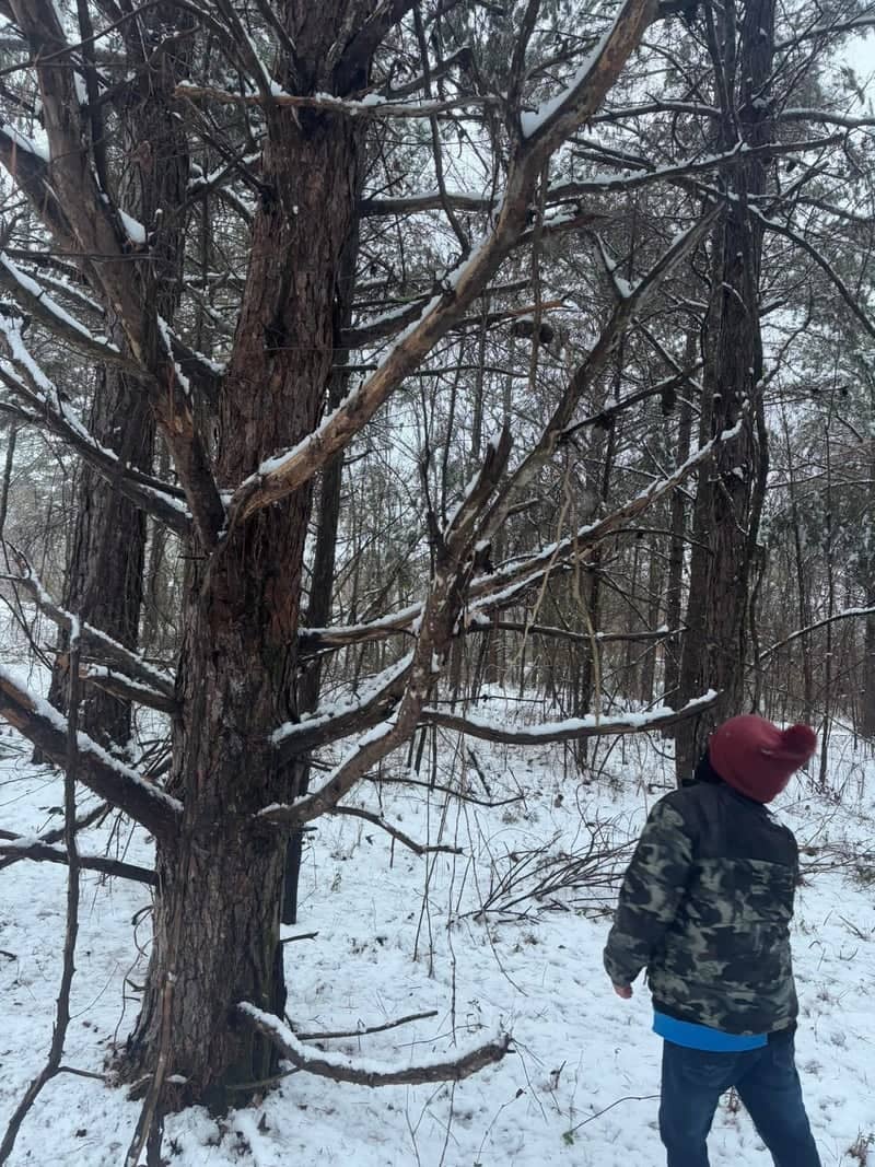 Lauderdale County Snowy Woods - Image 1