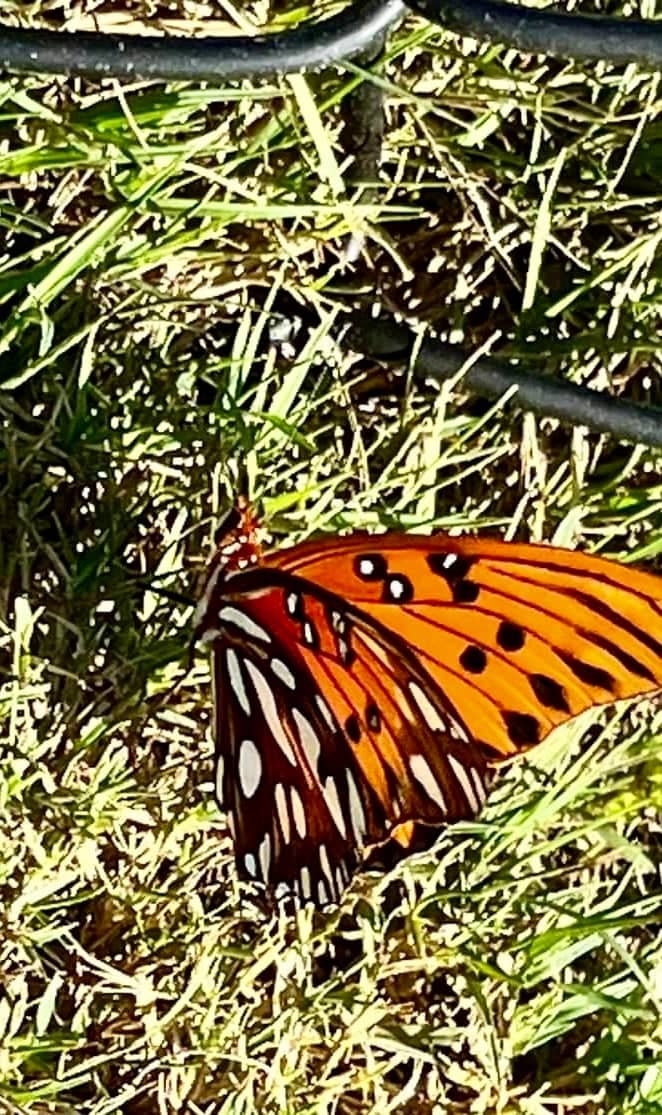 Evergreen Roadside Nature - Image 1