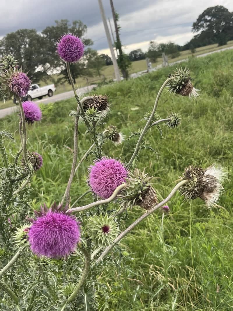Highway 72 Wildflower Field - Image 1