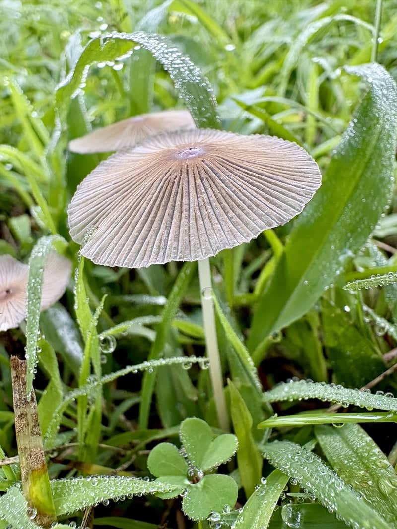 Woodland Hills Forest Floor - Image 1