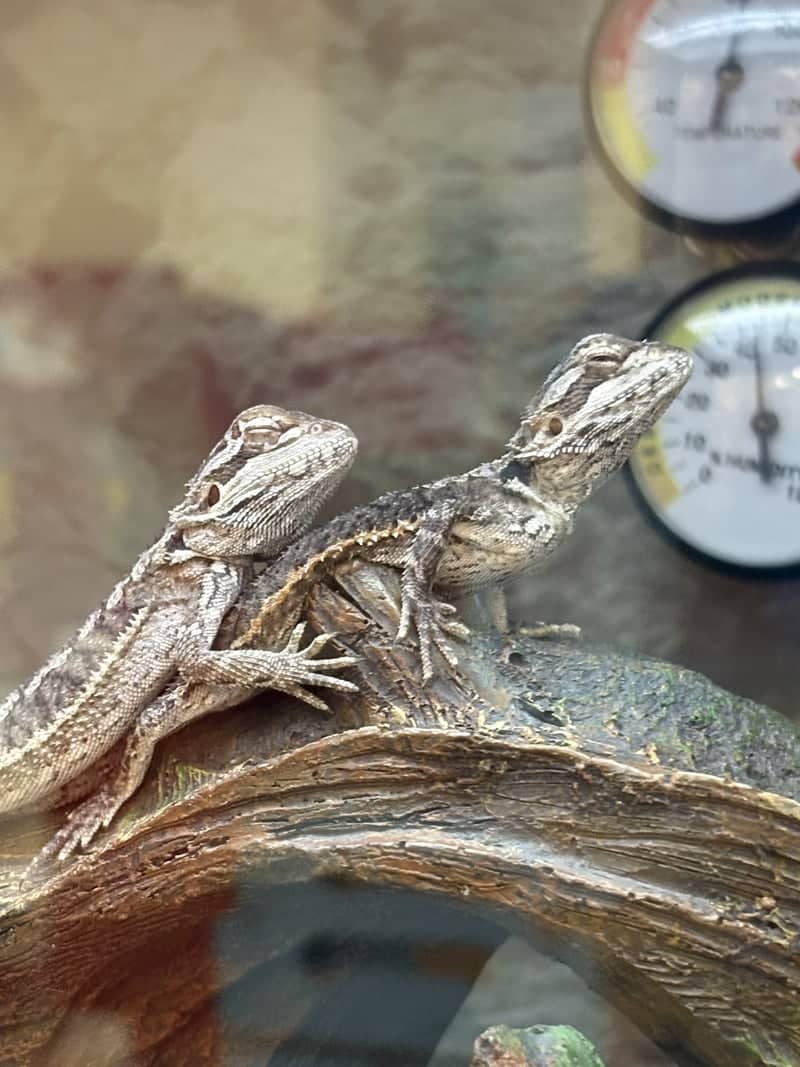 PetSmart Florence Reptile Display - Image 1