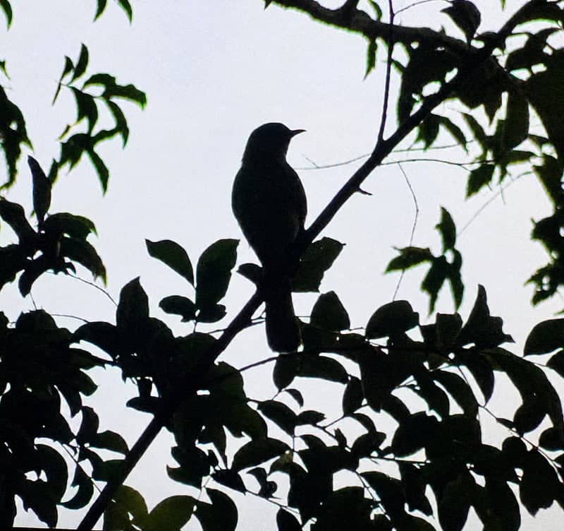 Woodland Hills Birding Spot - Image 1