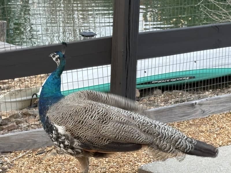 Shoals Creek Peacock Enclosure - Image 1