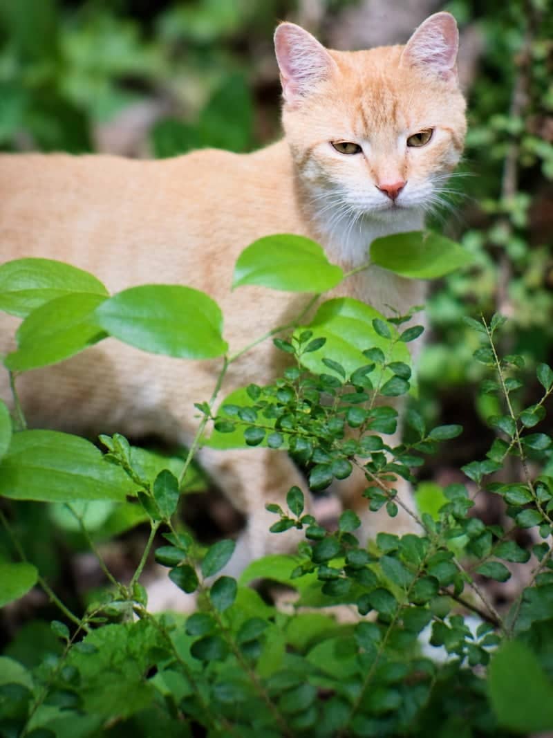 Woodland Hills Garden - Image 1