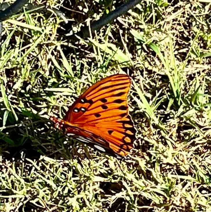 Evergreen Roadside Nature - Image 1