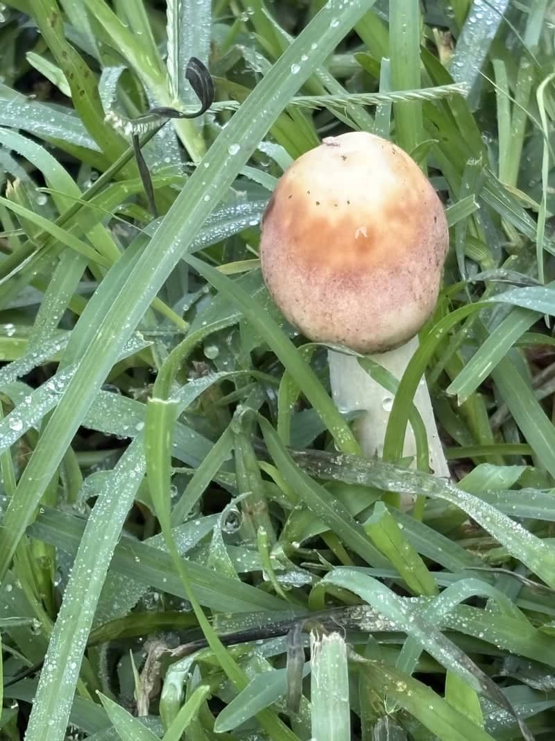 Woodland Hills Garden - Image 1