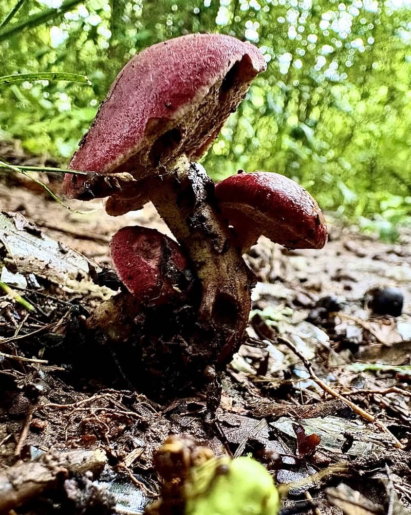 Woodland Hills Forest Floor - Image 1