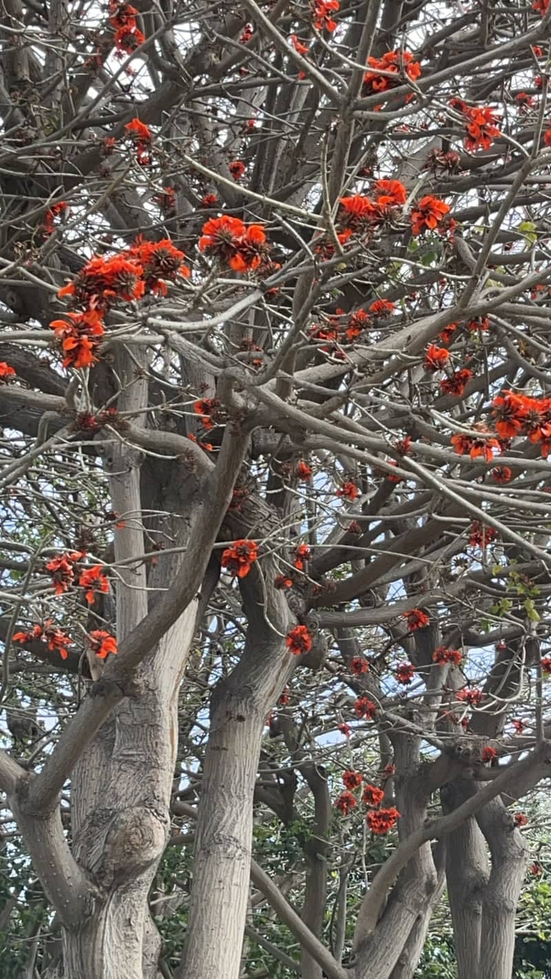 Oxnard Coral Trees - Image 1
