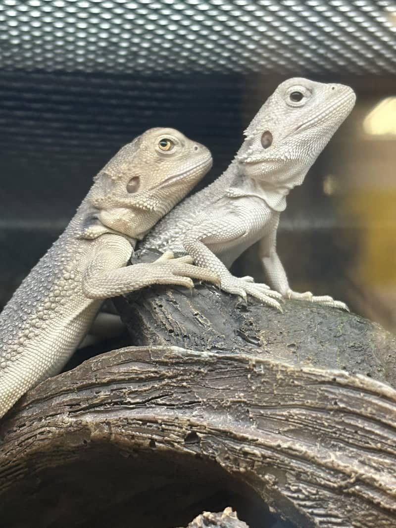 PetSmart Florence - Image 1